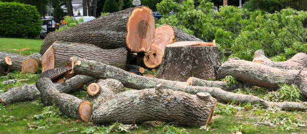 Best Hazardous Tree Removal  in Meeker, OK